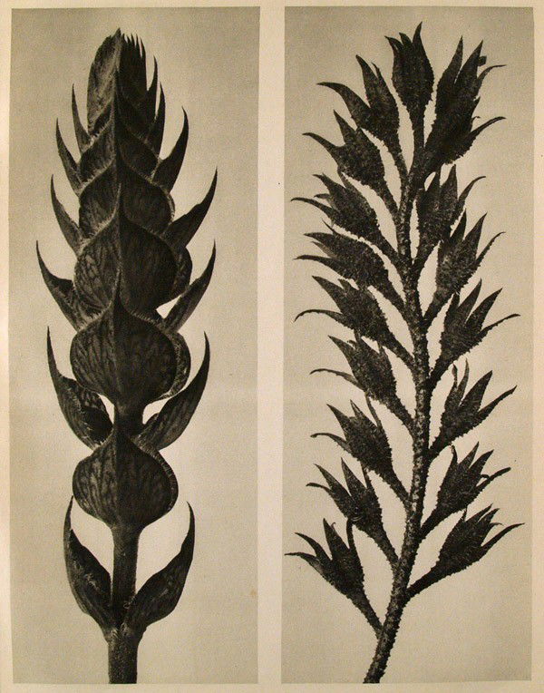 KARL BLOSSFELDT - Original vintage photogravure: Karl Blossfeldt (German, 1865 - 1932). "Salvia Pratensis. (A) Symphitum Officinale. (B)". Original vintage photogravure. c1932. Printed 1932. Printed on one side of the paper only ("sur blanc"). Image