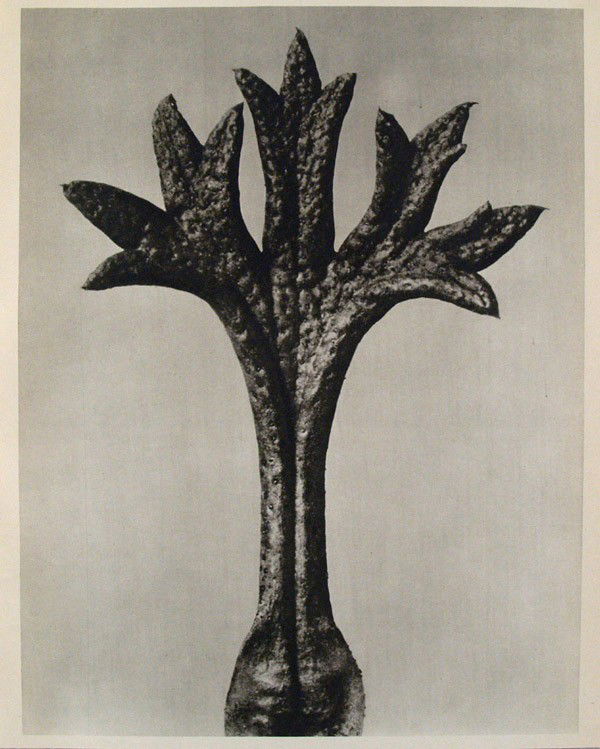 KARL BLOSSFELDT - Original vintage photogravure: Karl Blossfeldt (German, 1865 - 1932). "Saxifraga Willkommniana (Willkomm's Saxifrage) I". Original vintage photogravure. c1900-1928. Printed 1942. Printed on one side of the paper only ("sur blanc").