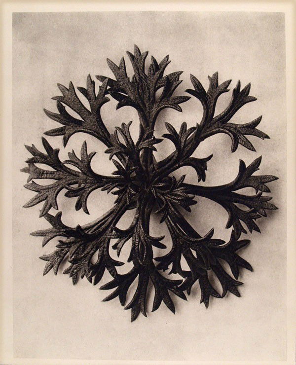 KARL BLOSSFELDT - Original vintage photogravure: Karl Blossfeldt (German, 1865 - 1932). "Saxifraga Willkommniana (Willkomm's Saxifrage) II". Original vintage photogravure. c1900-1928. Printed 1942. Printed on one side of the paper only ("sur blanc")