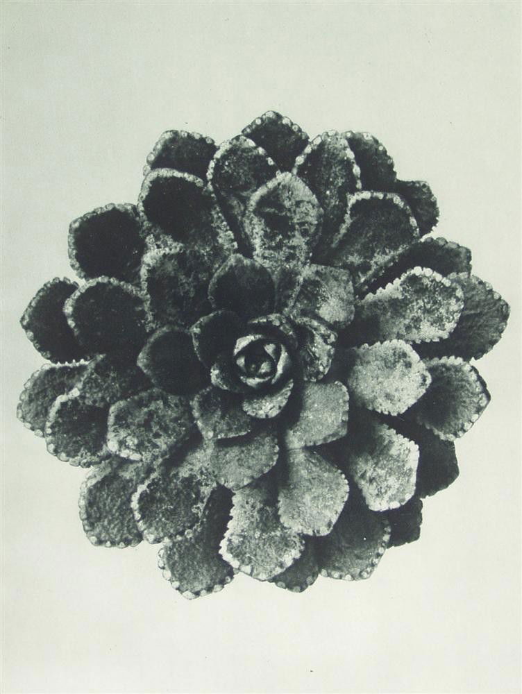 KARL BLOSSFELDT - Original vintage photogravure: Karl Blossfeldt (German, 1865 - 1932). "Saxifrage". Original vintage photogravure. 1928. Printed 1928. From the scarce first edition. Printed on one side of the paper only ("sur blanc"). Excellent pri
