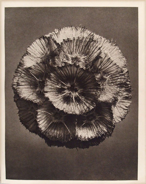 KARL BLOSSFELDT - Original vintage photogravure: Karl Blossfeldt (German, 1865 - 1932). "Scabiosa Prolifera (Carmel Daisy)". Original vintage photogravure. c1932. Printed 1932. Printed on one side of the paper only ("sur blanc"). Image size: 11 1/4