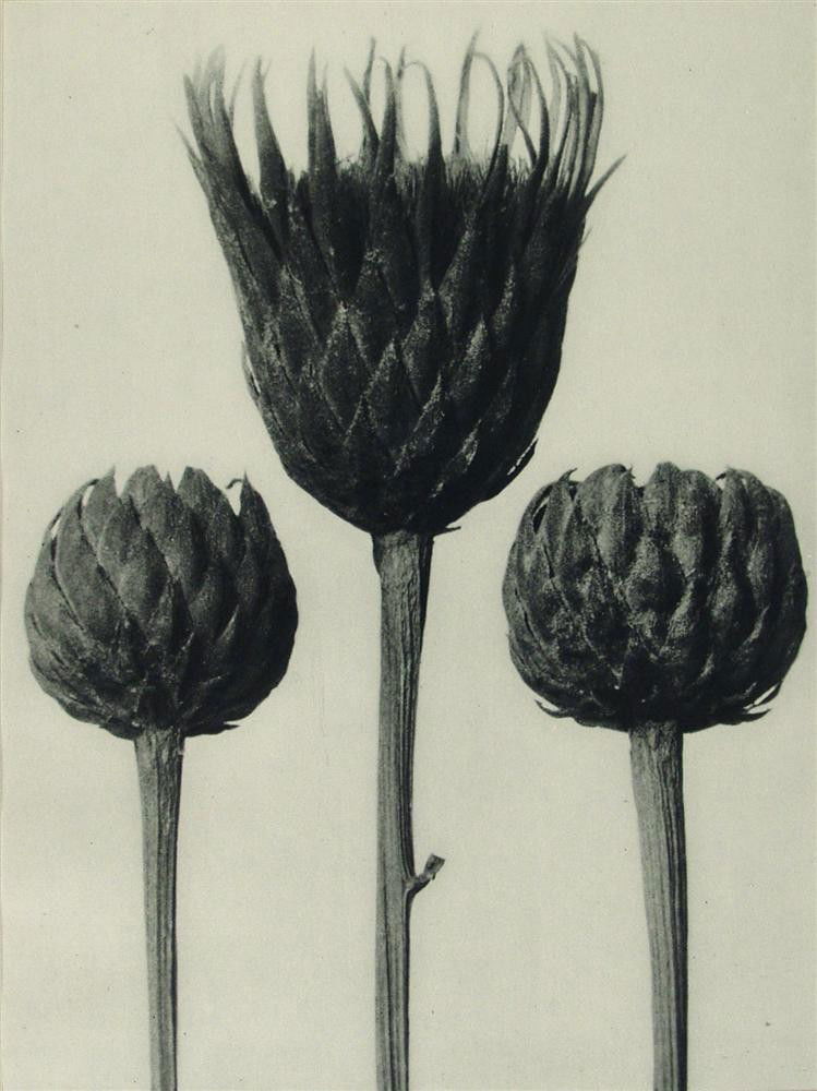 KARL BLOSSFELDT - Original vintage photogravure: Karl Blossfeldt (German, 1865 - 1932). "Serratula Nudicaulis - Sawwort #1". Original vintage photogravure. 1928. Printed 1928. From the scarce first edition. Printed on one side of the paper only ("su