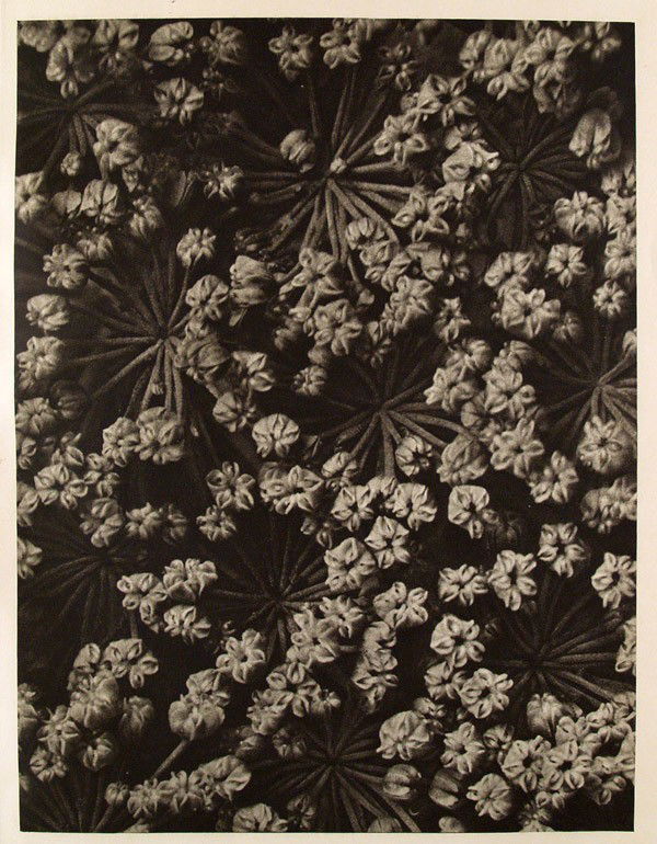 KARL BLOSSFELDT - Original vintage photogravure: Karl Blossfeldt (German, 1865 - 1932). "Silaus Pratensis". Original vintage photogravure. c1932. Printed 1932. Printed on one side of the paper only ("sur blanc"). Image size: 11 1/4 x 8 5/8 in. (286
