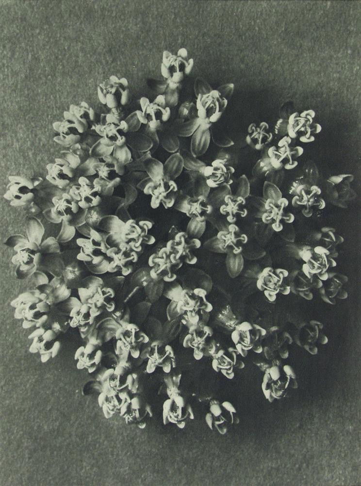 KARL BLOSSFELDT - Original vintage photogravure: Karl Blossfeldt (German, 1865 - 1932). "Silkweed #7". Original vintage photogravure. c1900-1928. Printed 1929. Printed on one side of the paper only ("sur blanc"). Original edition, not a later copy.
