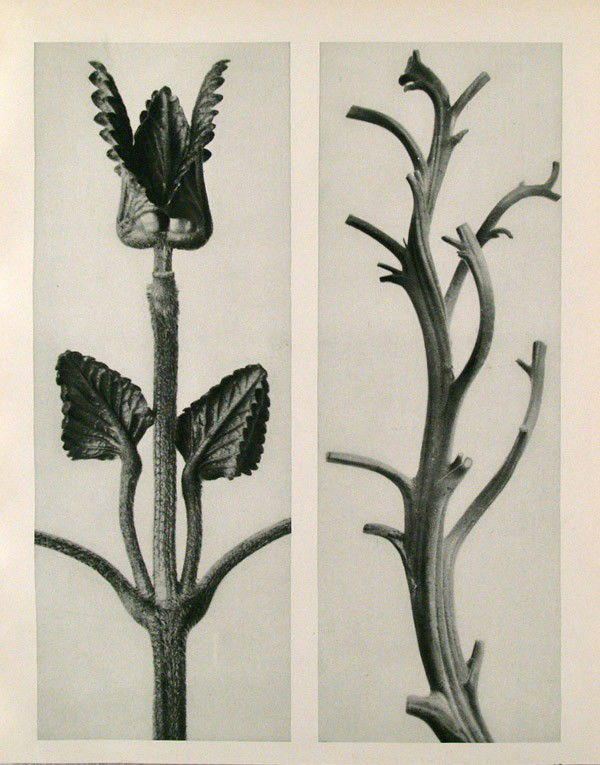 KARL BLOSSFELDT - Original vintage photogravure: Karl Blossfeldt (German, 1865 - 1932). "Stachis Grandiflora. (A) Nicotiana Rustica. (B)". Original vintage photogravure. c1929. Printed 1929. Printed on one side of the paper only ("sur blanc"). Image