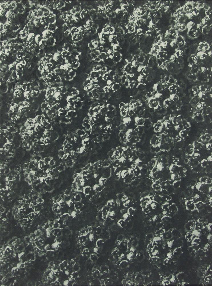KARL BLOSSFELDT - Original vintage photogravure: Karl Blossfeldt (German, 1865 - 1932). "Yarrow #2". Original vintage photogravure. 1928. Printed 1928. From the scarce first edition. Printed on one side of the paper only ("sur blanc"). Excellent pri