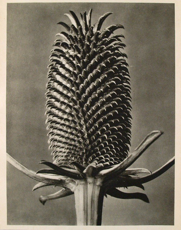 KARL BLOSSFELDT - Original vintage photogravure: Karl Blossfeldt (German, 1865 - 1932). "Dipsacus Fullonum (Fuller's Tease)". Original vintage photogravure. c1942. Printed 1942. Printed on one side of the paper only ("sur blanc"). Image size: 10 9/1