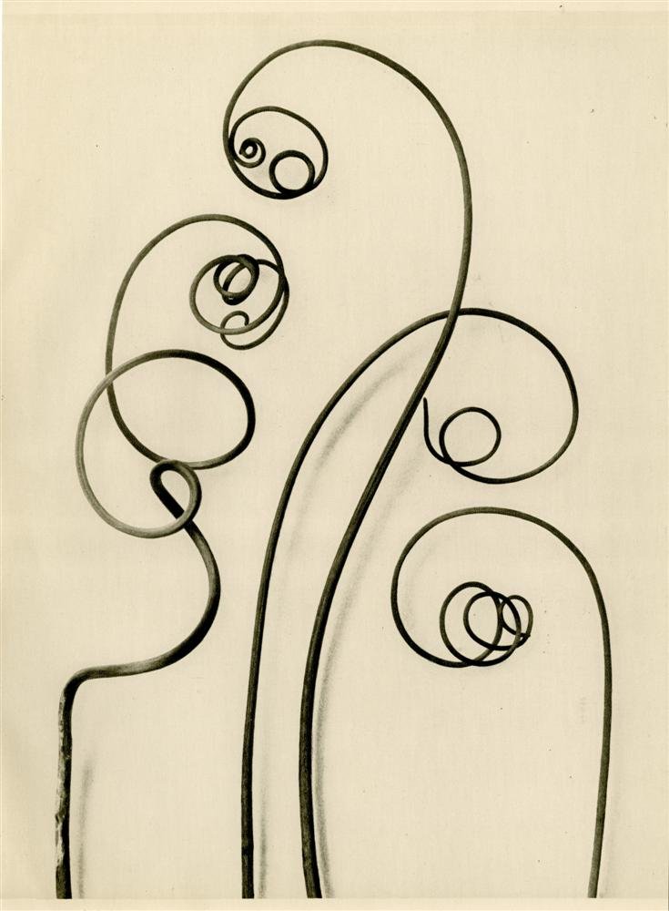 KARL BLOSSFELDT - Original vintage photogravure: Karl Blossfeldt (German, 1865 - 1932). "Bryonia Alba (White Bryony) #104 [Tendrils, enlarged 8 times]". Original vintage photogravure. c1900-1928. Printed 1932. Trimmed to the image left and right; ma