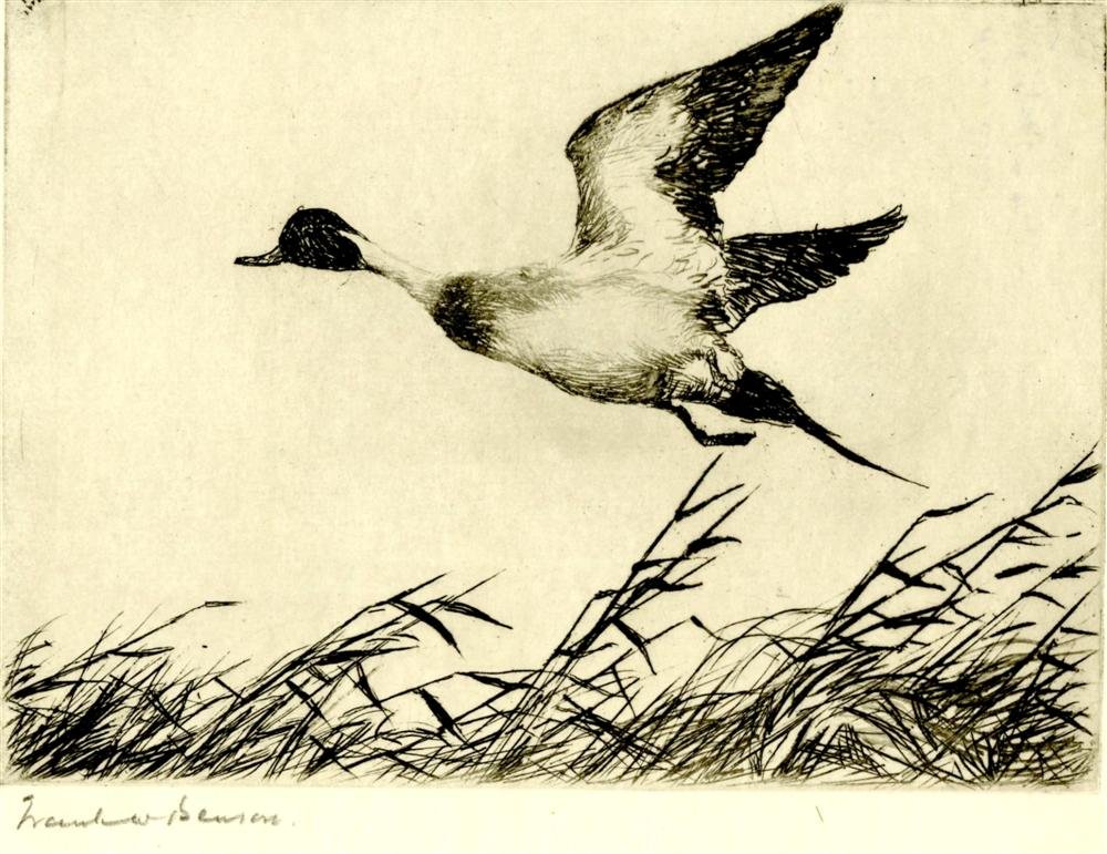 FRANK W. BENSON - Etching & drypoint: Frank W. Benson (American, 1862 - 1951). "Flying Pintail". Etching & drypoint. 1927. Signed in pencil, lower left. Edition of 550. Cream laid paper. Full margins. Fine impression. Fine condition. In s