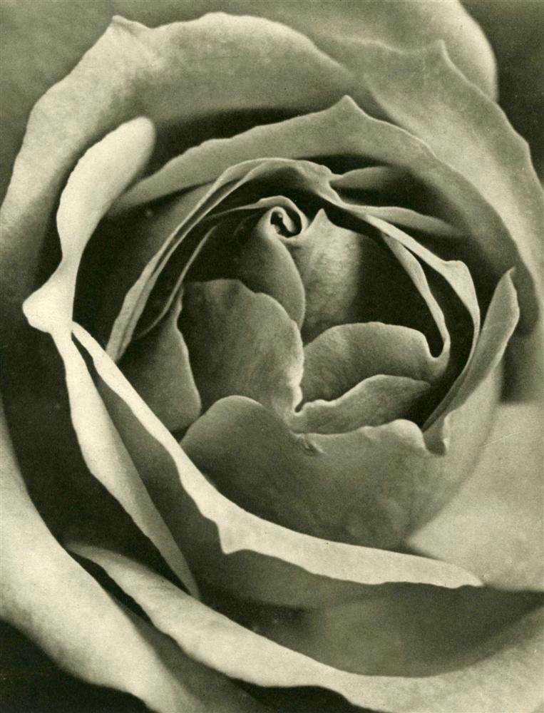 ANDRE KERTESZ - Original vintage photogravure: Andre Kertesz (Hungarian/American, 1894-1985). "Fleur". Original vintage photogravure. c1930. Printed 1930. Image size: 9 1/16 x 7 1/16 in. (230 x 179 mm). [24357] {R100}