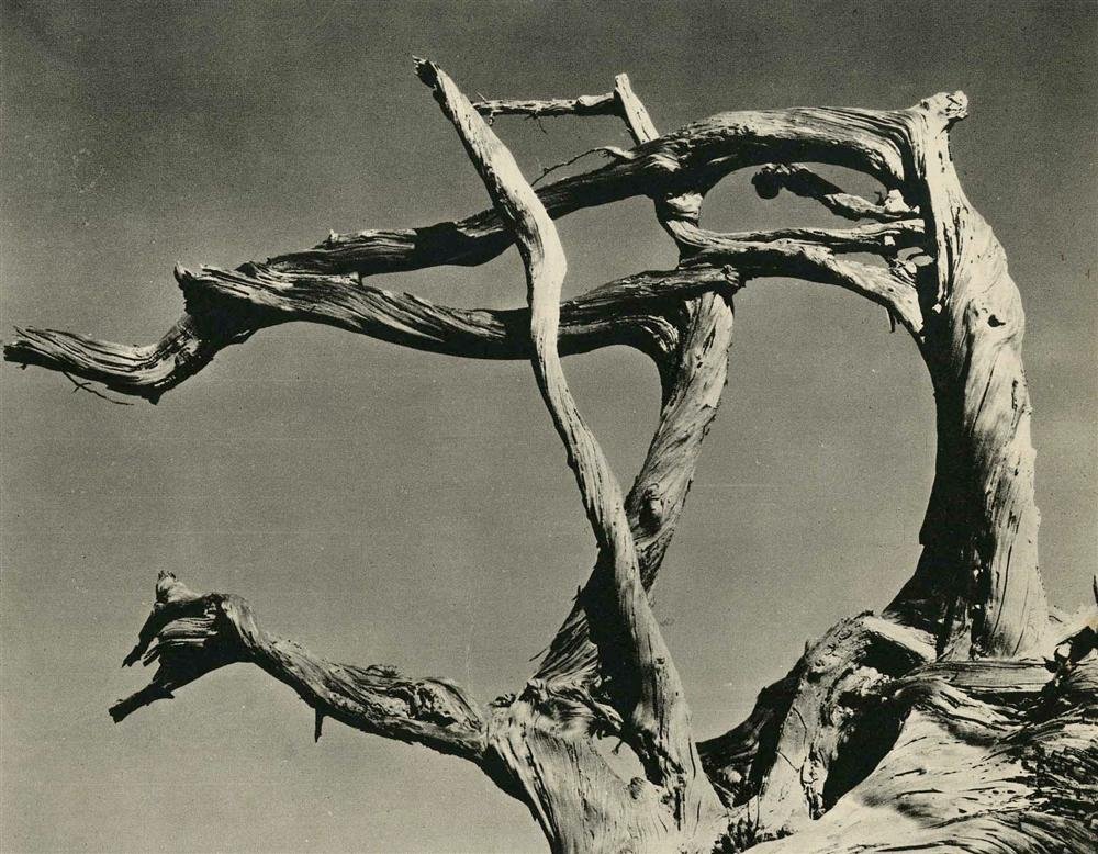 EDWARD WESTON - Original vintage photogravure: Edward Weston (American, 1886 - 1958). "Cyprus, Point Lobos". Original vintage photogravure. 1929/30. Printed 1934. Fine condition. Image size: 5 x 6 3/8 in. (127 x 162 mm). [25597] {R100}