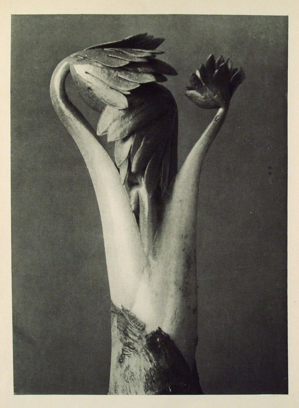 KARL BLOSSFELDT - Aconitum (Common Monkshood) - Original vintage photogravure: Artist: Karl Blossfeldt (German, 1865 - 1932). Title: "Aconitum (Common Monkshood)". Medium: Original vintage photogravure. Date: Composed c1900-1928. Printed 1942. Dimensions: Image size: 10