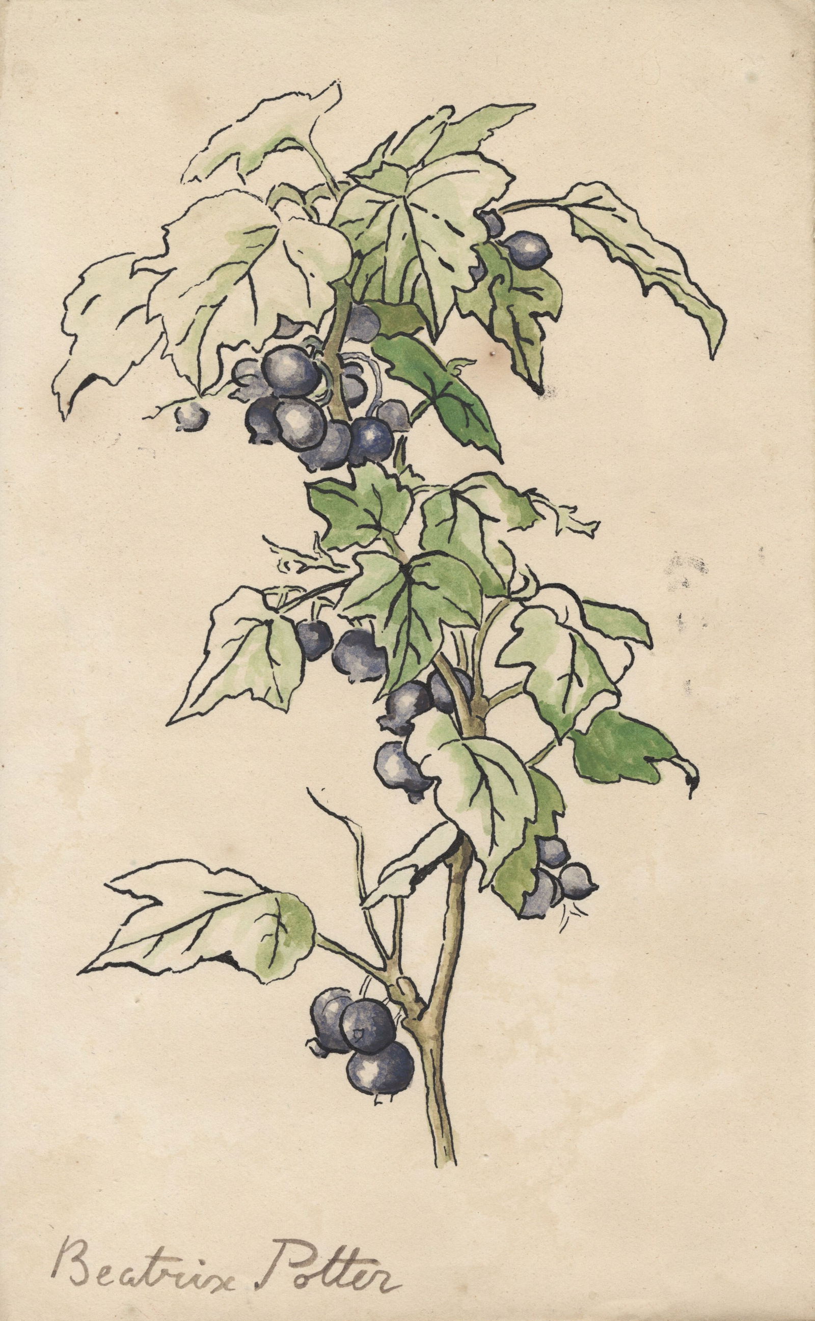 BEATRIX POTTER [imputée] - Study of a Berry Stem - Original watercolor with pen and ink (1 of 1)
