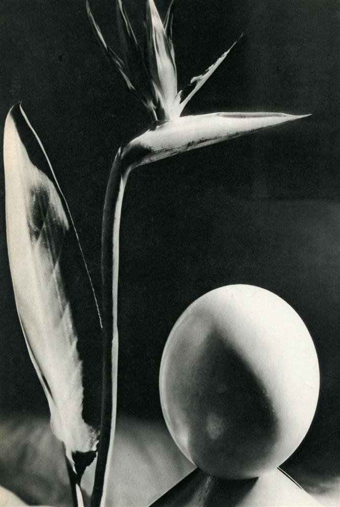 MAN RAY - Original vintage photogravure: Man Ray (American, 1890 - 1976). "Oiseau de Fleur de Paradis [descriptive title]". Original vintage photogravure. c1933. Printed 1934. Image copyright © ADAGP/BNF - Artists Rights Society (ARS), New 