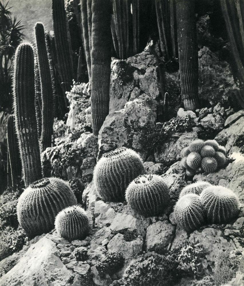 WILLY MAYWALD - Original vintage photogravure: Willy Maywald (German, 1907-1985). "Le Jardin Exotique de Monaco". Original vintage photogravure. c1938. Printed 1938. Image size: 19 7/16 x 9 in. (494 x 229 mm). [24266] {R100}