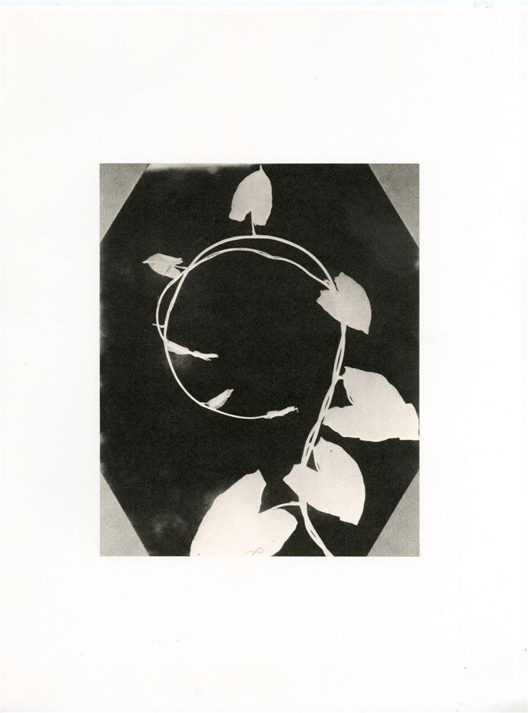 WILLIAM HENRY FOX TALBOT - Original photogravure: William Henry Fox Talbot (English, 1800-1877). "Convolvulus Leaf". Original photogravure. c1839. Printed later from the original photograph. Fine condition. Overall size: 15 1/2 x 11 13/16 in. (394 x