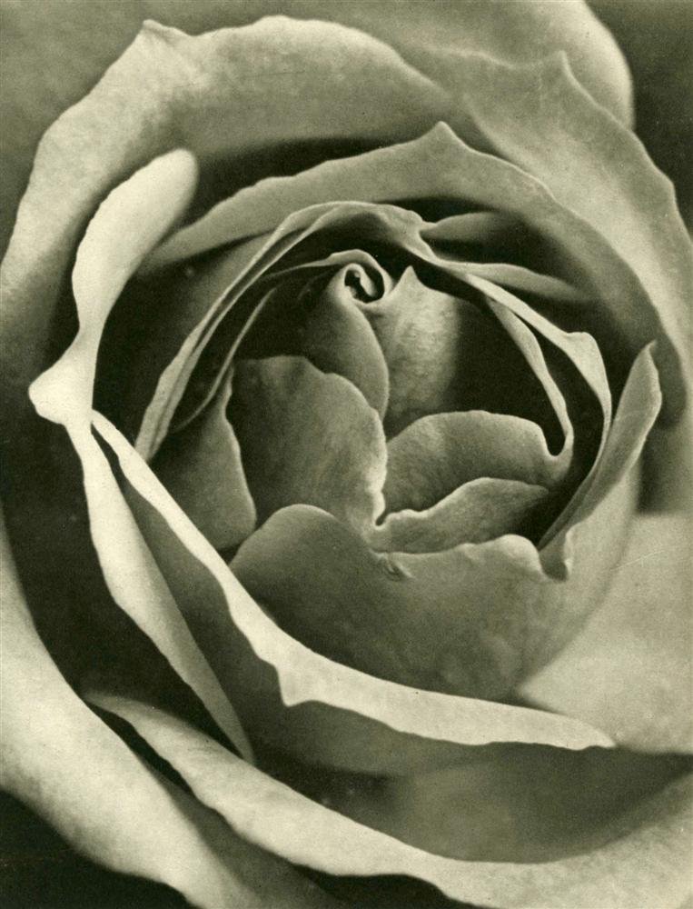 ANDRE KERTESZ - Original vintage photogravure: Andre Kertesz (Hungarian/American, 1894-1985). "Fleur". Original vintage photogravure. c1930. Printed 1930. Image size: 9 1/16 x 7 1/16 in. (230 x 179 mm). [24357] |250| {R100}