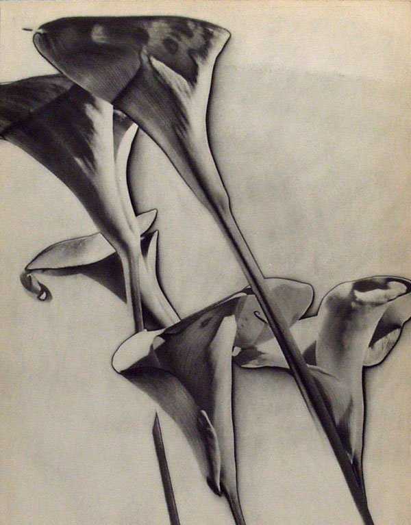 MAN RAY - Original vintage photogravure: Man Ray (American, 1890 - 1976). "Calla Lilies [solarization]". Original vintage photogravure. 1930. Printed 1934. "'Something crawled across my foot in the darkroom and I let out a yell and turned on