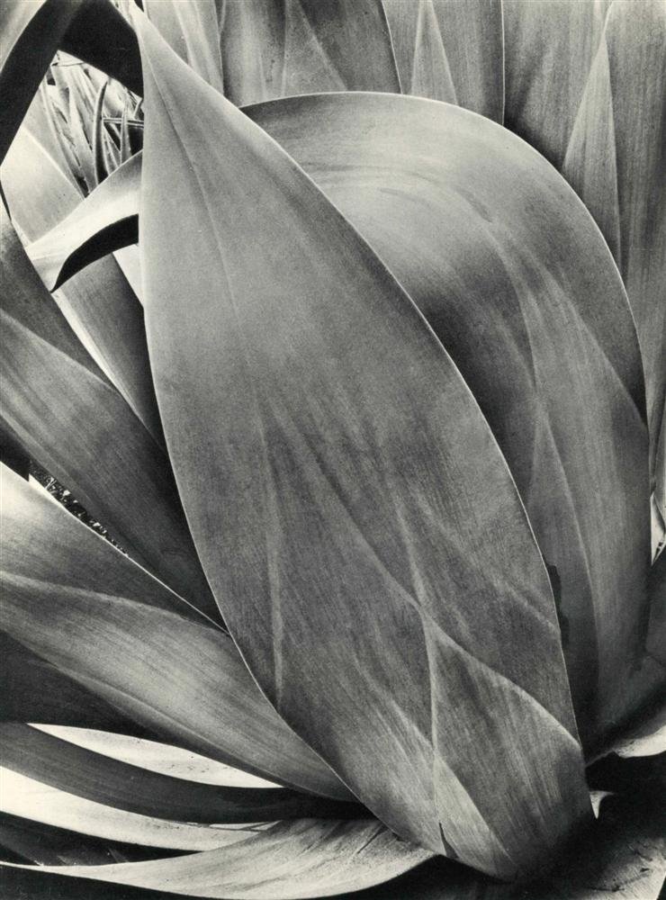 BRETT WESTON - Original vintage photogravure (1 of 1)