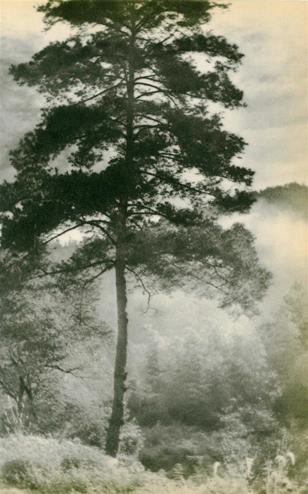 CHIN-SAN LONG [lang jingshan/lang chin (1 of 1)