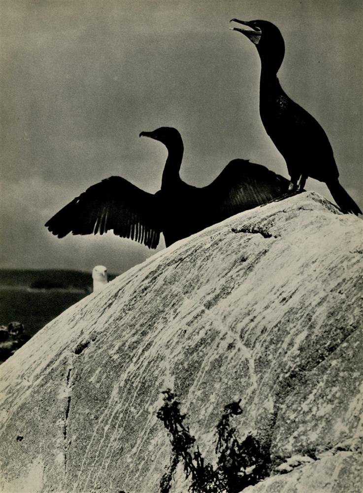 ELIOT PORTER - Original vintage photogravure (1 of 1)