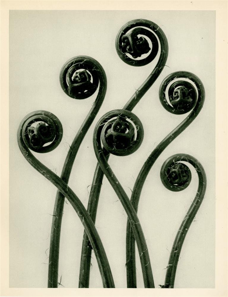 KARL BLOSSFELDT - Original vintage photogravure (1 of 1)