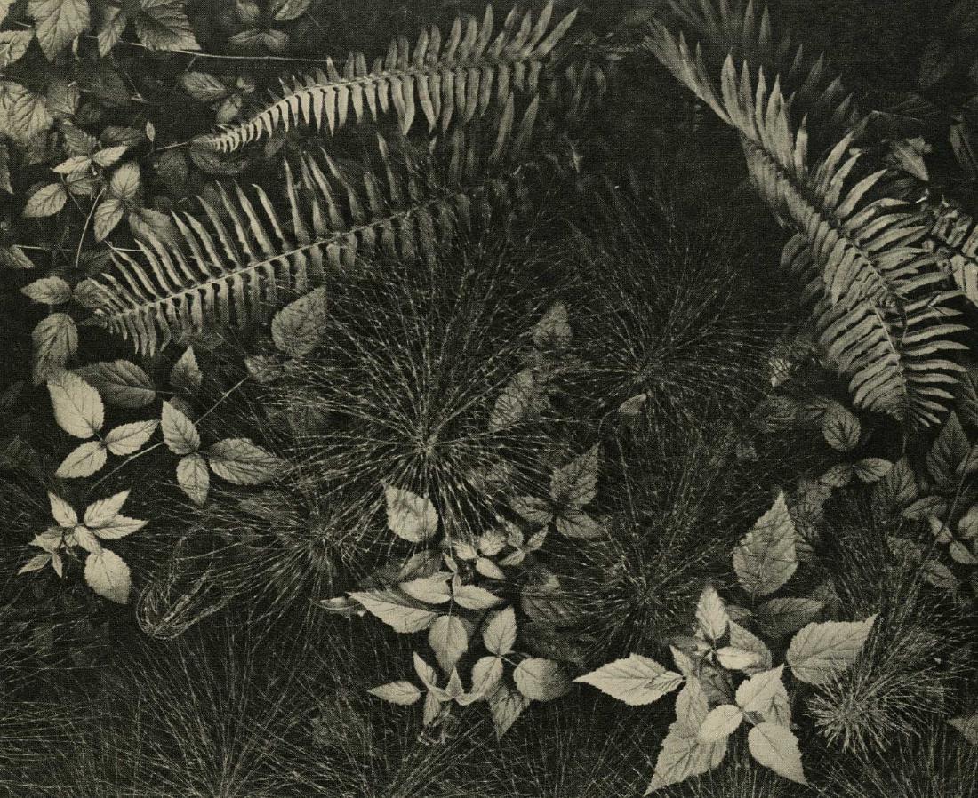 ANSEL ADAMS - Mountain Ferns (1 of 1)