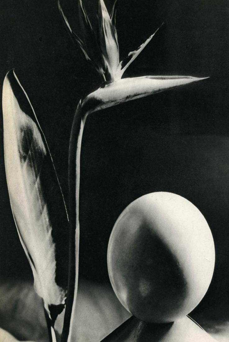 MAN RAY - Oiseau de Fleur de Paradis [descriptive (1 of 1)
