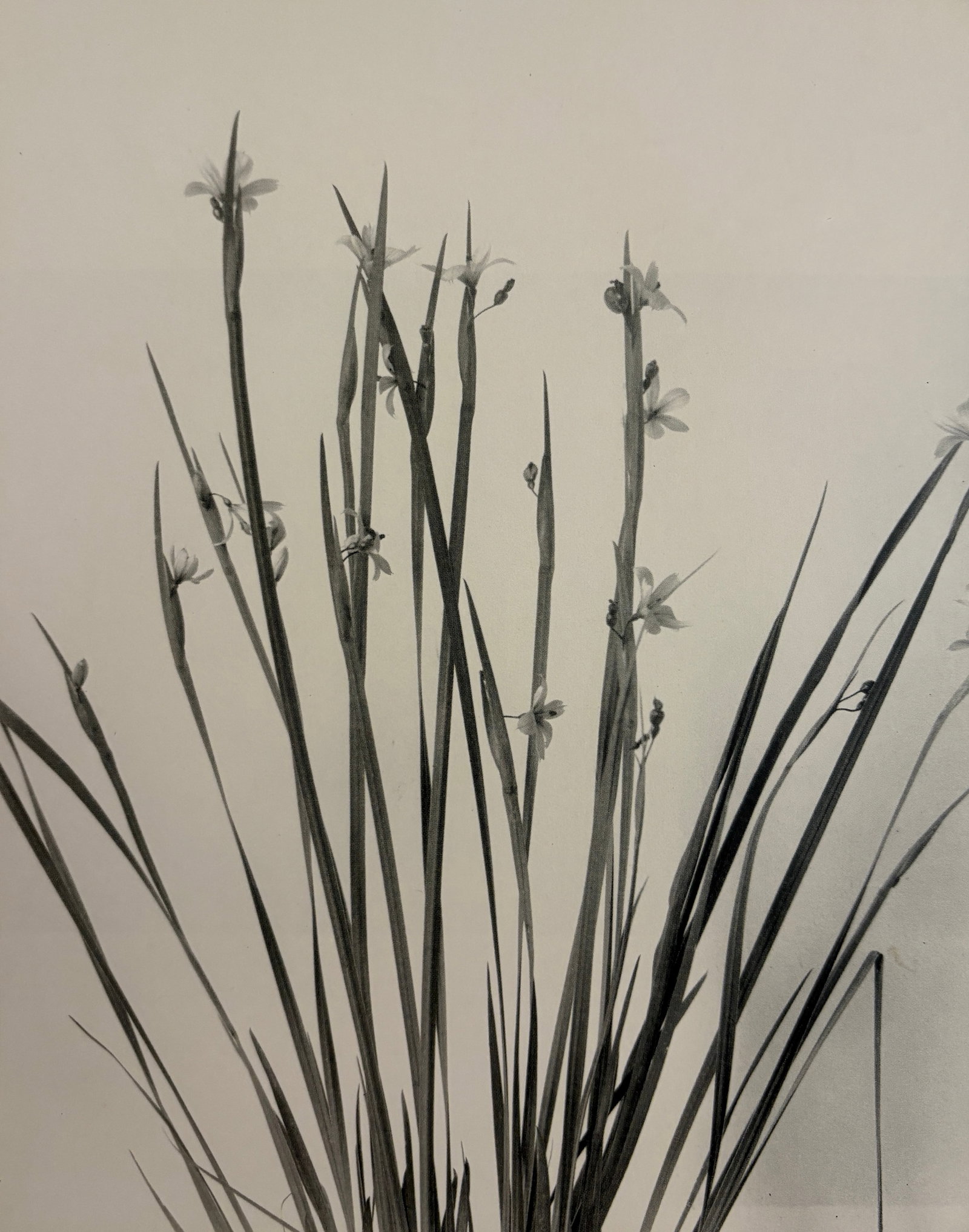 Edwin Hale Lincoln - Blue Eyed Grass, 1905 (1 of 1)