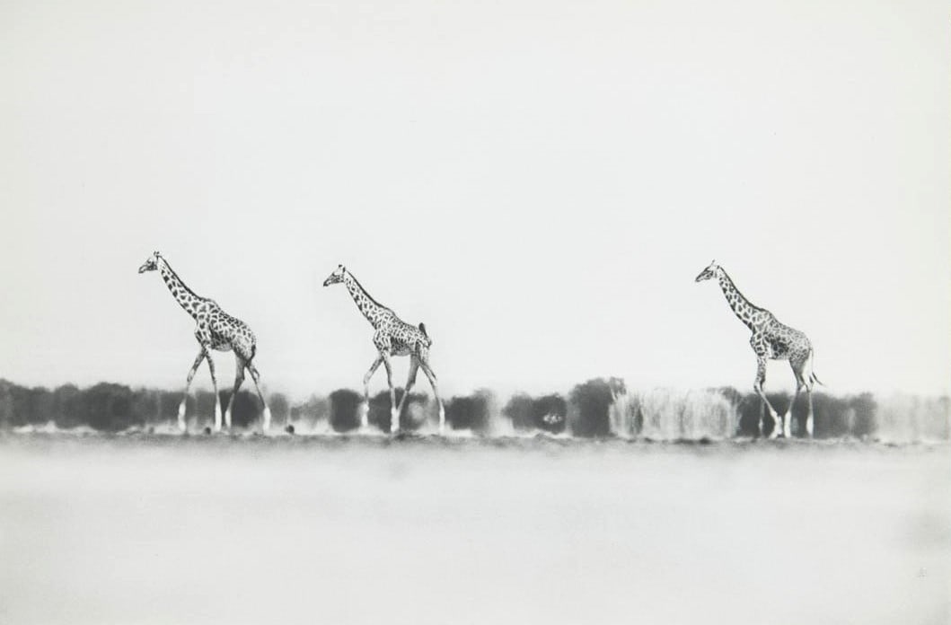 Peter Beard - Giraffes in Mirage of the Taru Desert, Photographic Print: PETER BEARD (1938-2020) Giraffes in Mirage of the Taru Desert, 1960 Photographic Print 13.5 x 20 inches