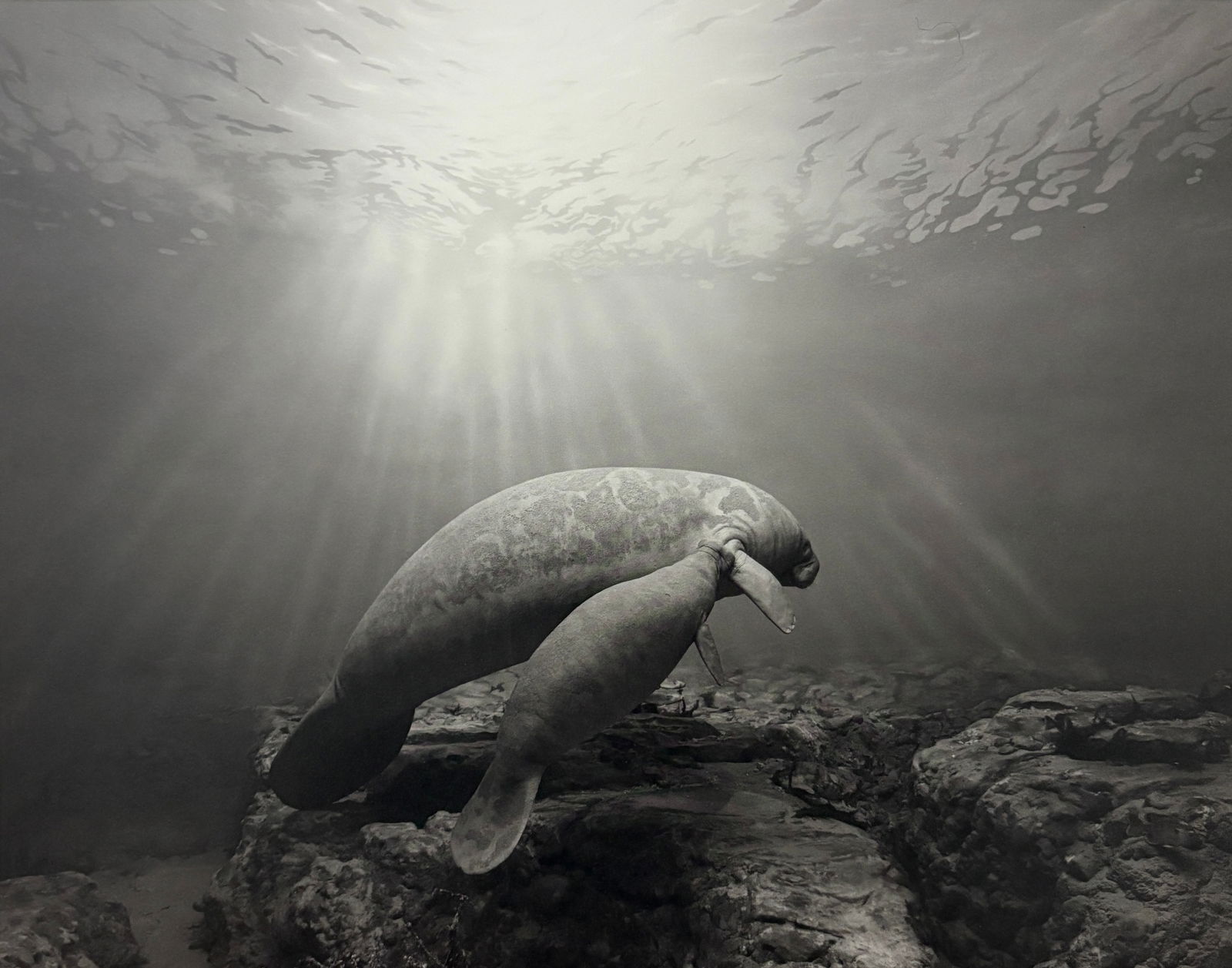 Hiroshi Sugimoto - Manatee, 1994 (1 of 1)