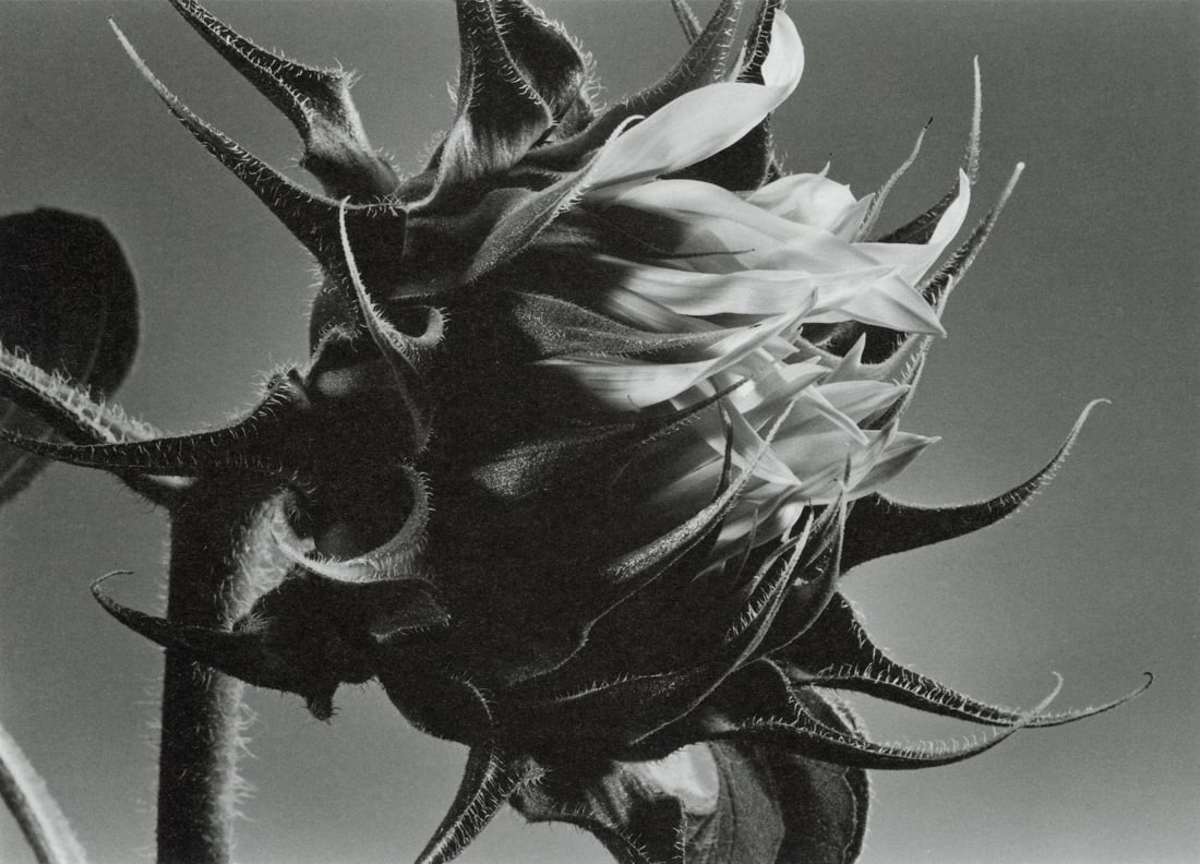 Yasuhiro Ishimoto - Sunflower (1 of 1)