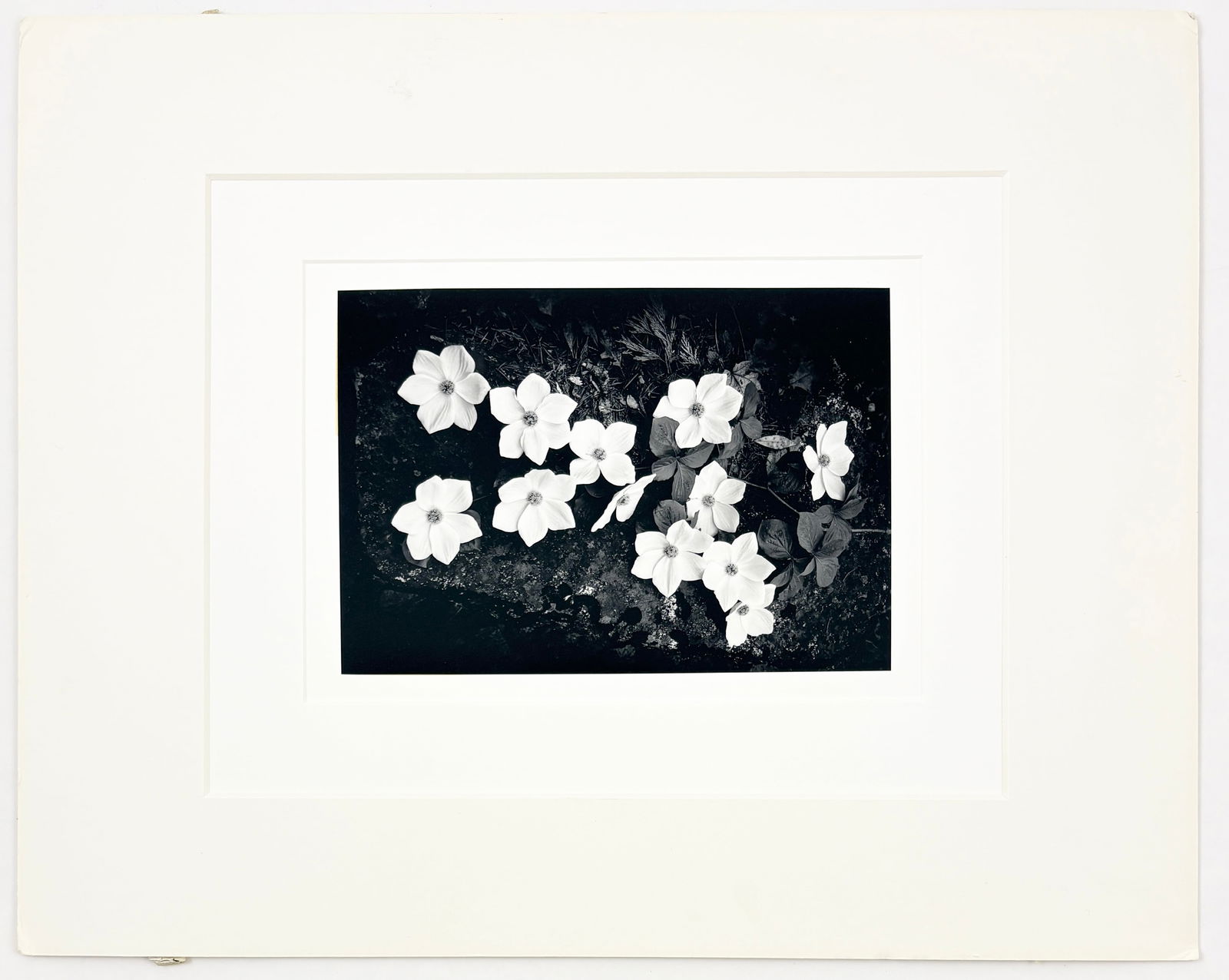 ANSEL ADAMS – Dogwood, Yosemite National Park, Silver Gelatin Print (1 of 7)