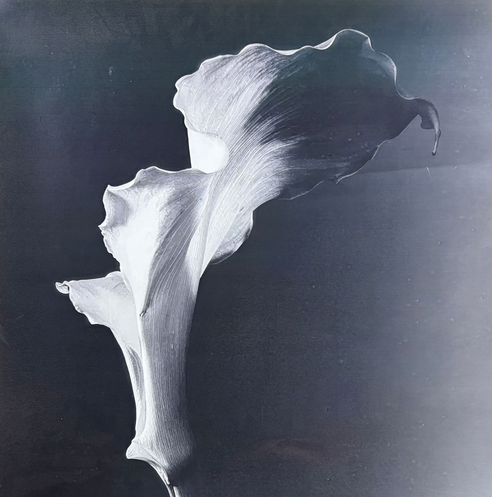 Robert Mapplethorpe - Print (1 of 2)