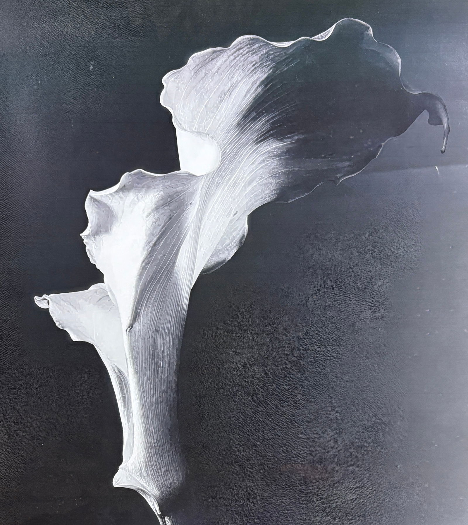 Robert Mapplethorpe - Print - 2