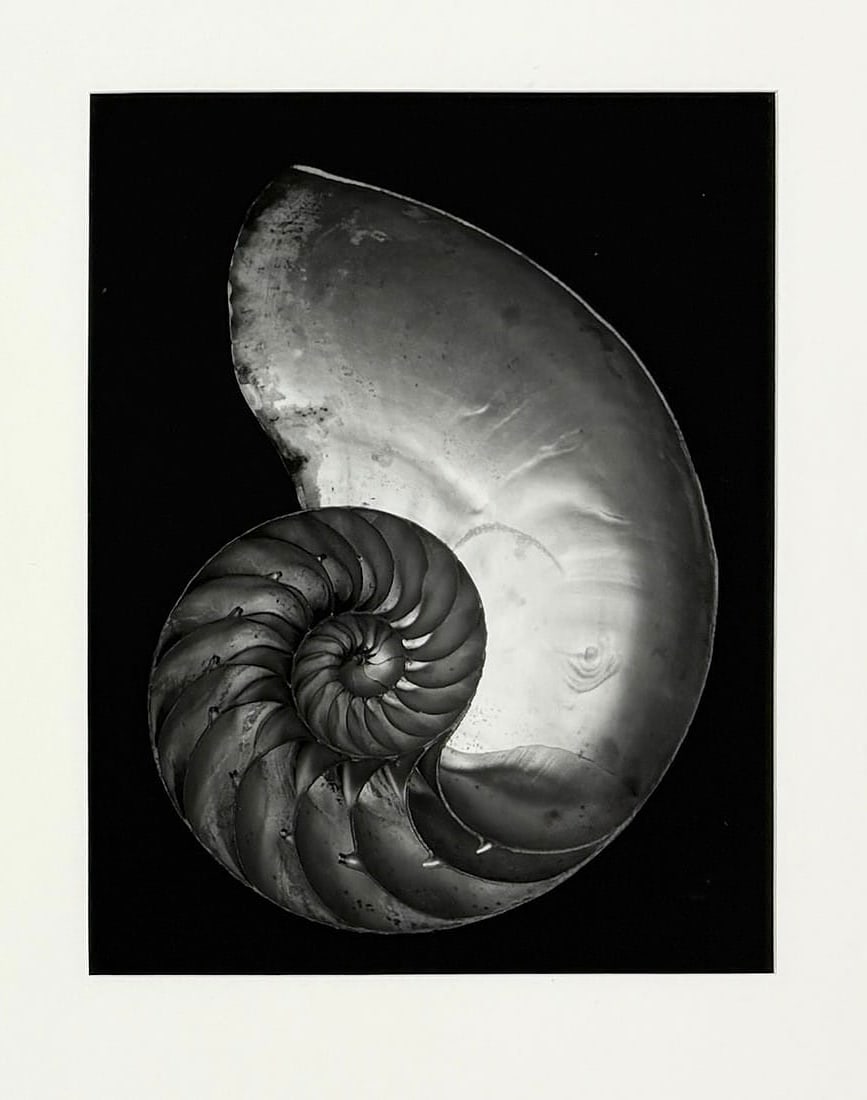 Edward Weston - Shell, 1927 (Silver Gelatin) - 2