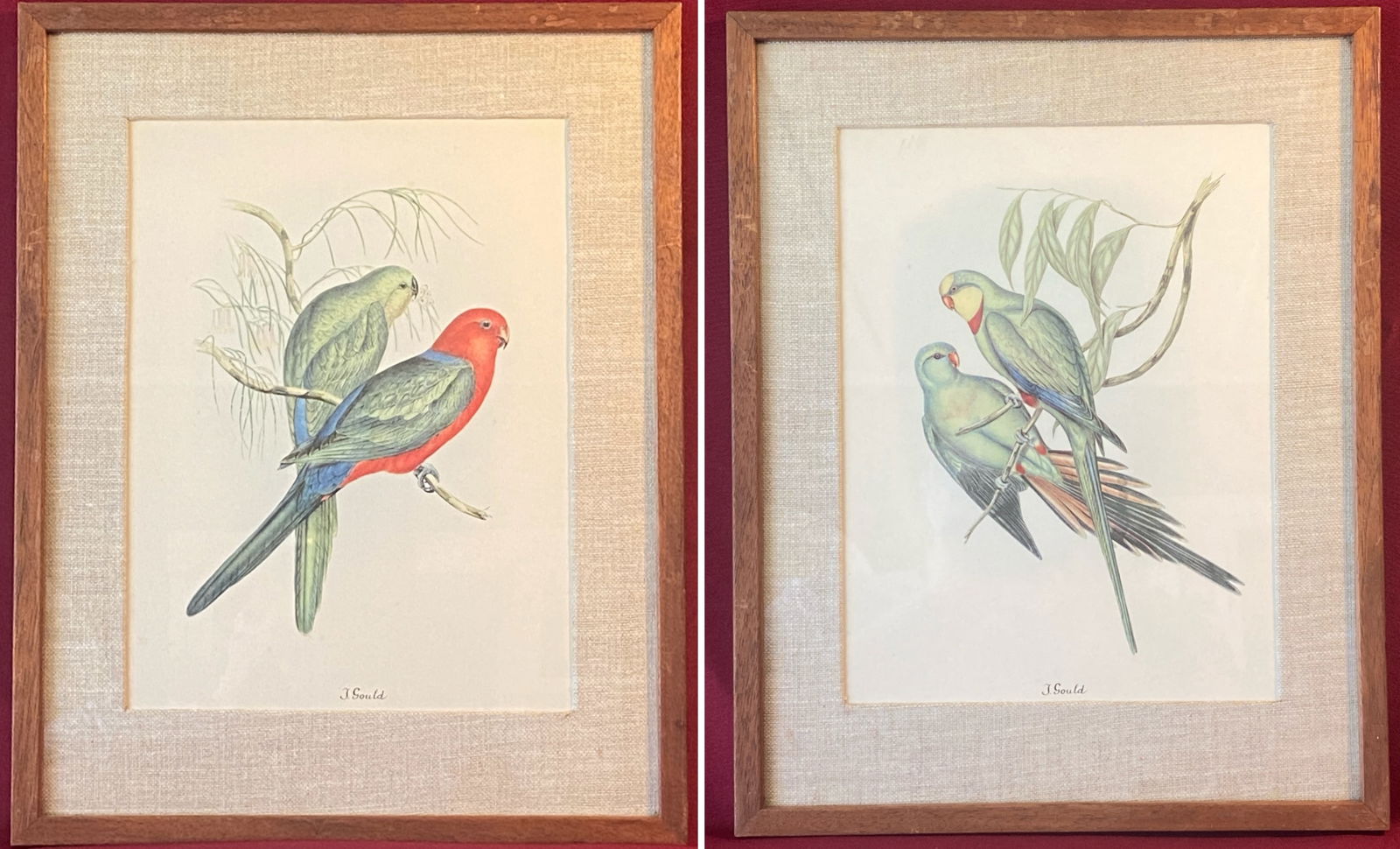 Two Vintage John Gould Colored Litho Monograph Print 'Parakeets' & 'Black-Tailed Parakeet' - Both (1 of 7)