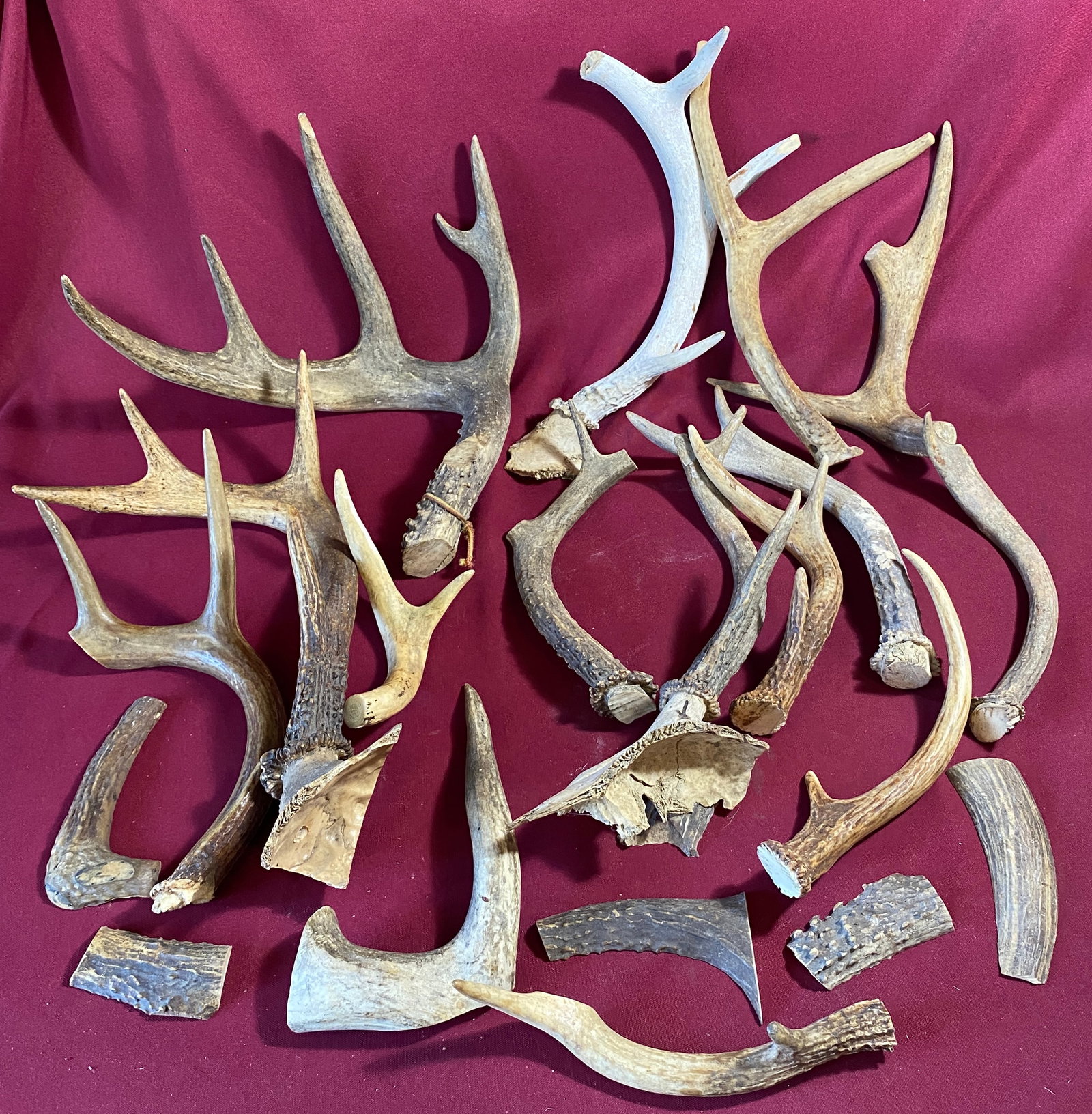 Deer Antlers of Various Sizes - Absolutely No Shipping: Deer Antlers of Various Sizes - Absolutely No Shipping