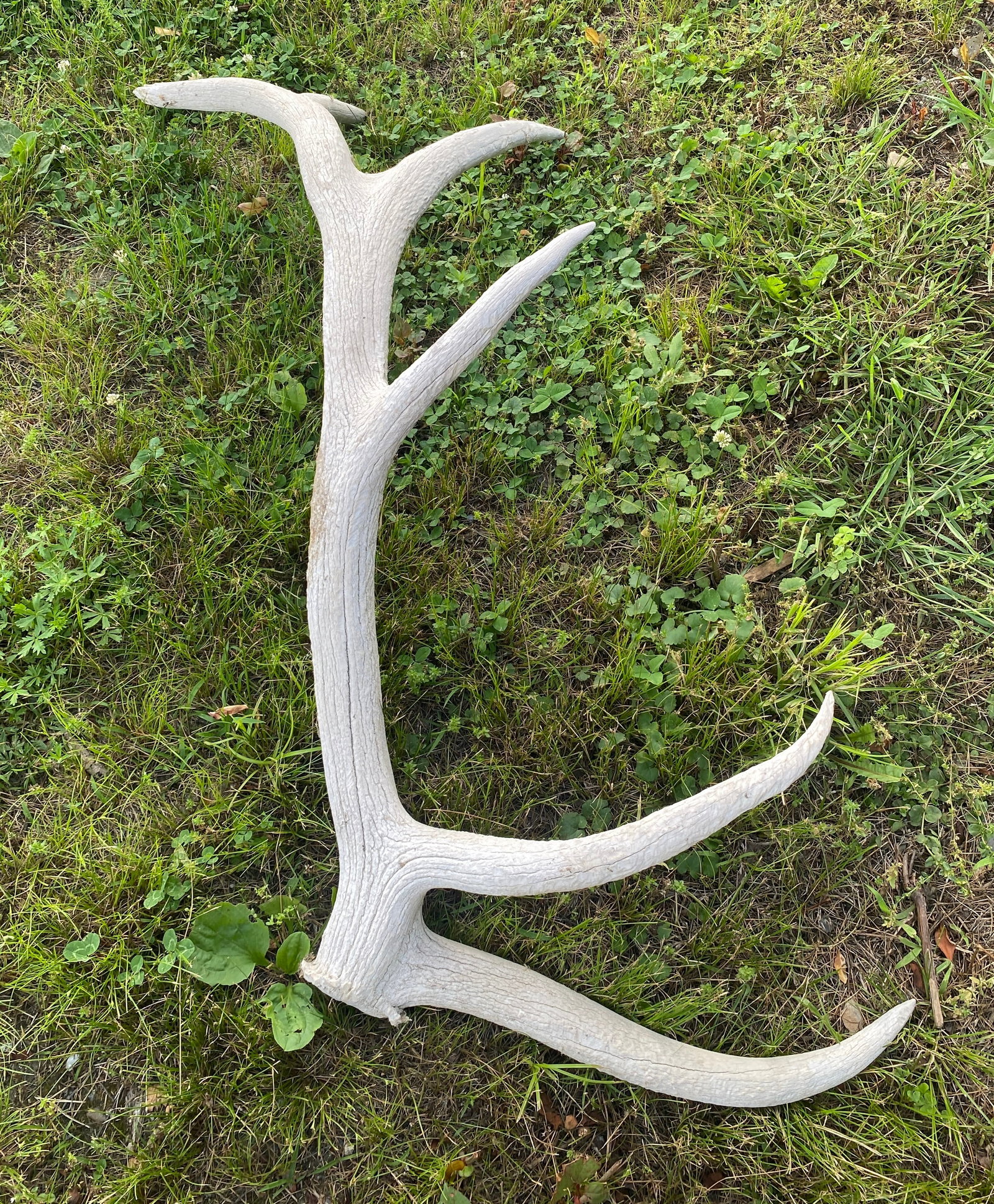 Large Weathered Elk Horn - 39" - Absolutely No Shipping: Large Weathered Elk Horn - 39" - Absolutely No Shipping