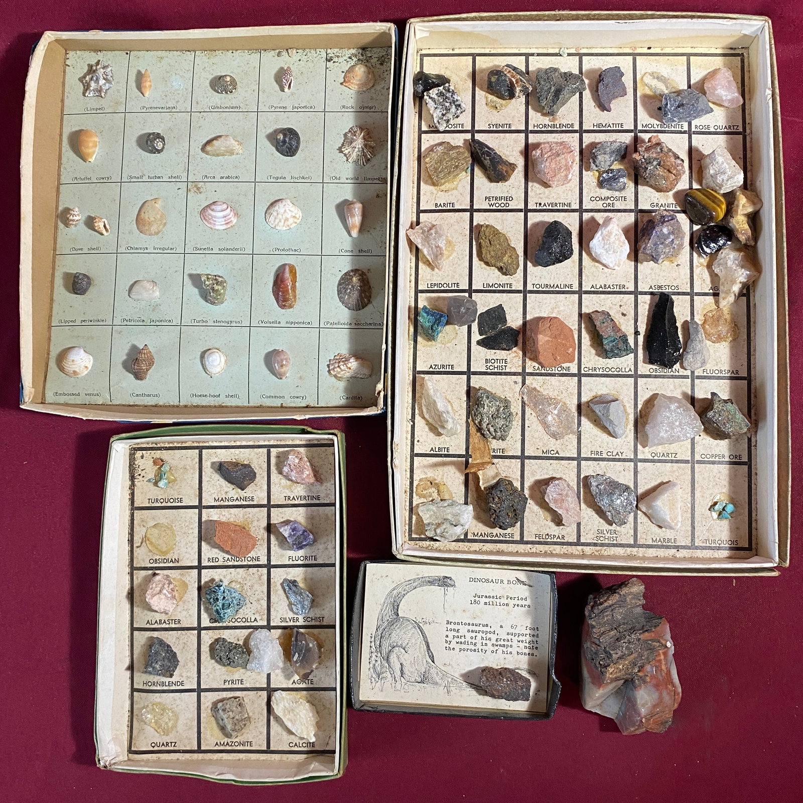 Stone and Shell Specimen Sets (1 of 6)