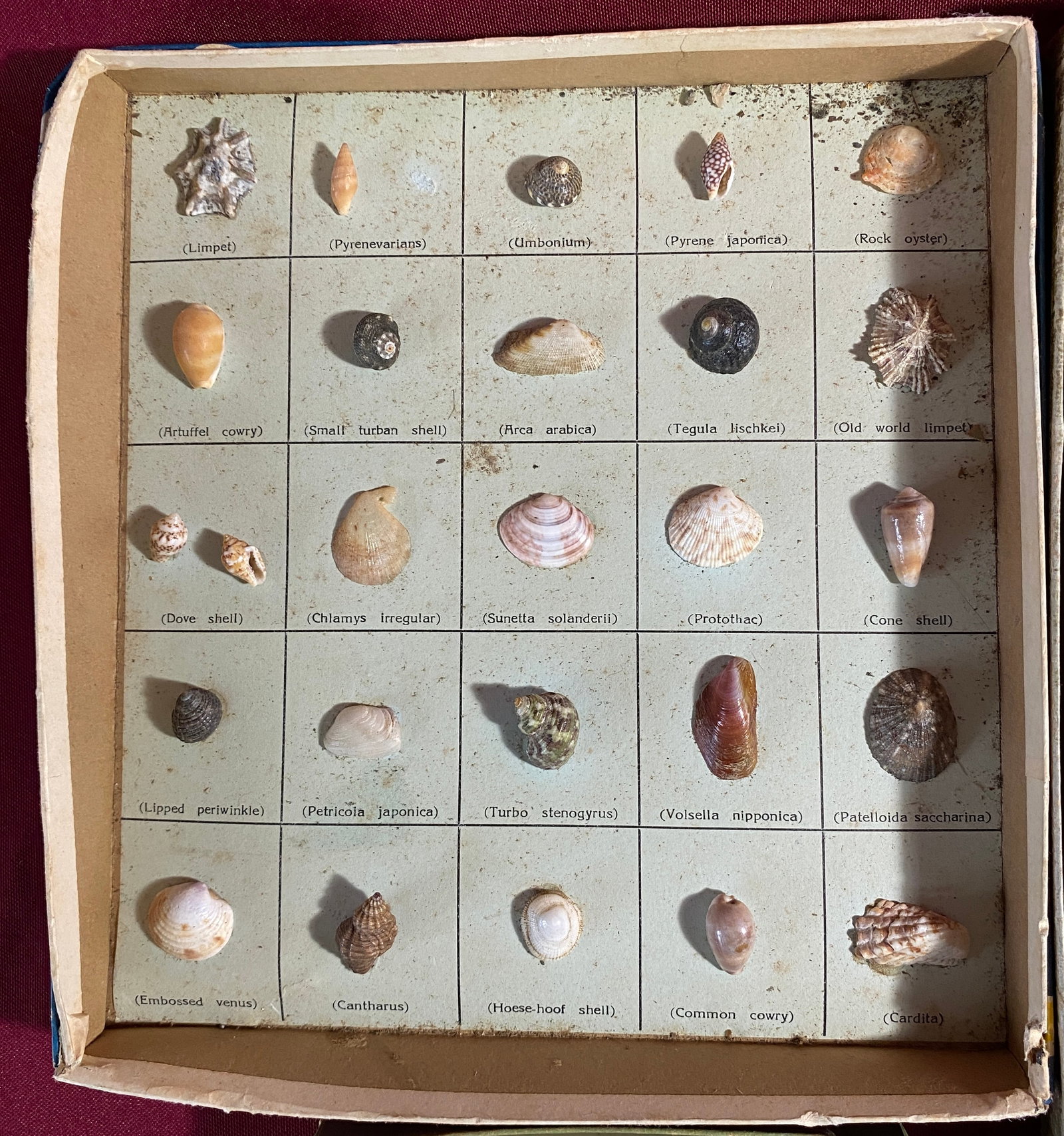 Stone and Shell Specimen Sets - 2