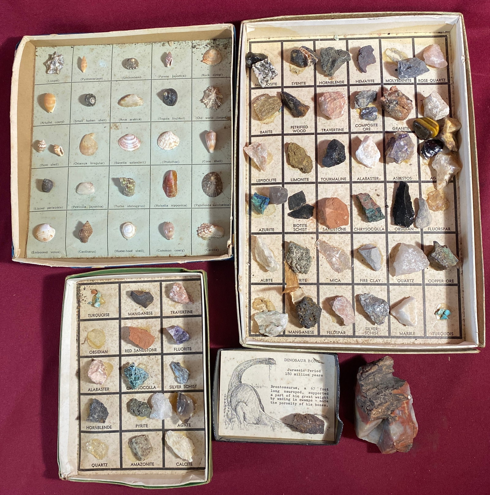 Stone and Shell Specimen Sets - 6