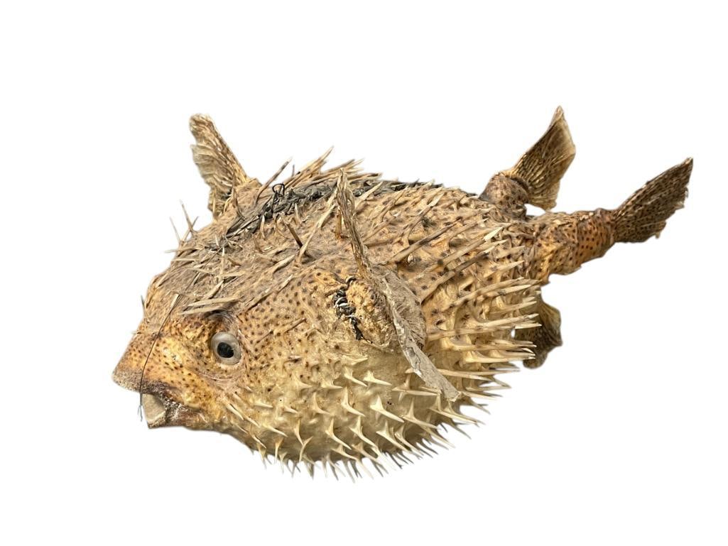 INFLATED SPINY PORCUPINE BLOWFISH TAXIDERMY: WITH HANGING ATTACHMENT, SPIKES ARE INCREDIBLY SHARP, RARE TO FIND ONE THIS SIZE 21" LONG X 16" WIDE X 9" TALL