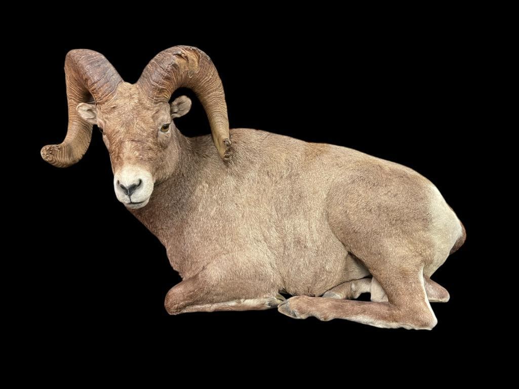 INCREDIBLE FULL BODY WYOMING BIGHORN SHEEP TAXIDERMY MOUNT (1 of 16)