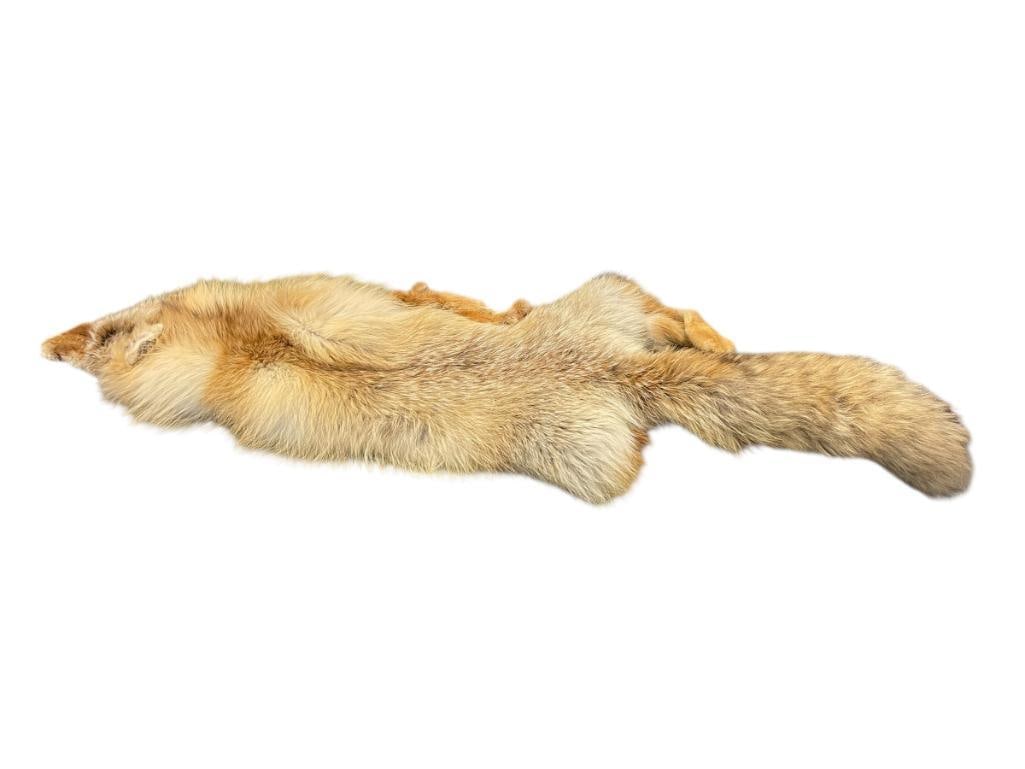 FULL BODY RED FOX PELT TAXIDERMY (1 of 10)