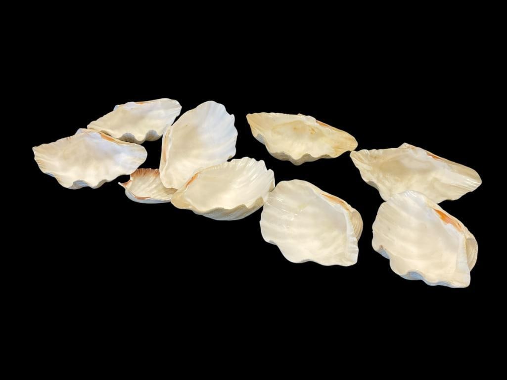 NINE LARGE TRIDACNA CLAM SHELLS PERFECT FOR HOME DECOR: LARGEST IS 8"