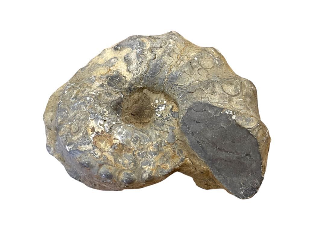 LARGE AMMONITE FOSSIL MARINE MOLLUSK: 5"