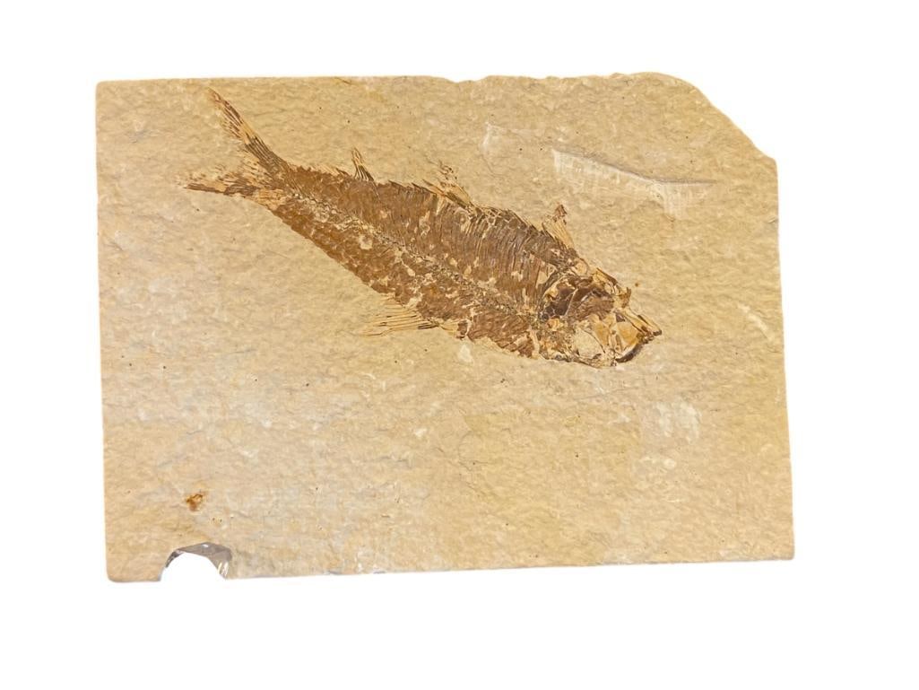 KNIGHTIA FISH FOSSIL SPECIMEN: 5" X 3 1/2" X 1"