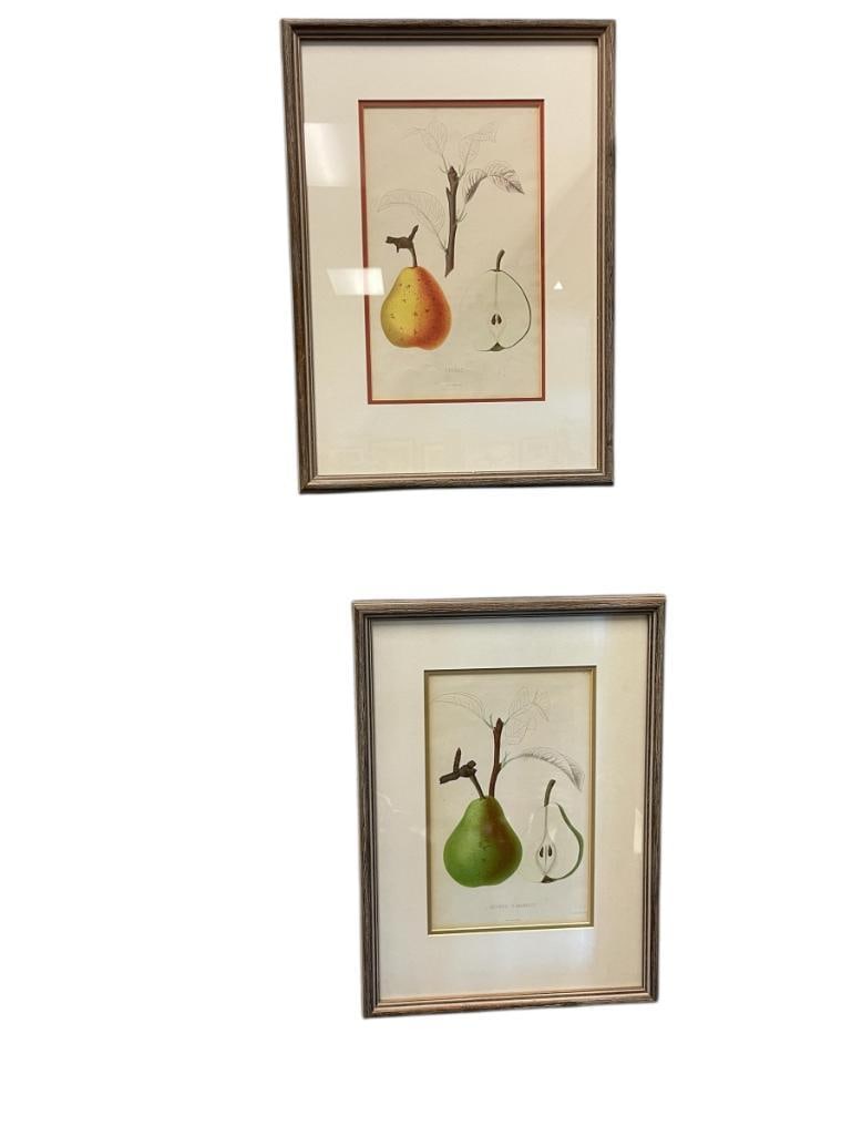 VINTAGE BOTANICAL / FRUIT VINTAGE ILLUSTRATIONS WITH SCIENTIFIC NAME OF DIFFERENT PEARS (1 of 14)