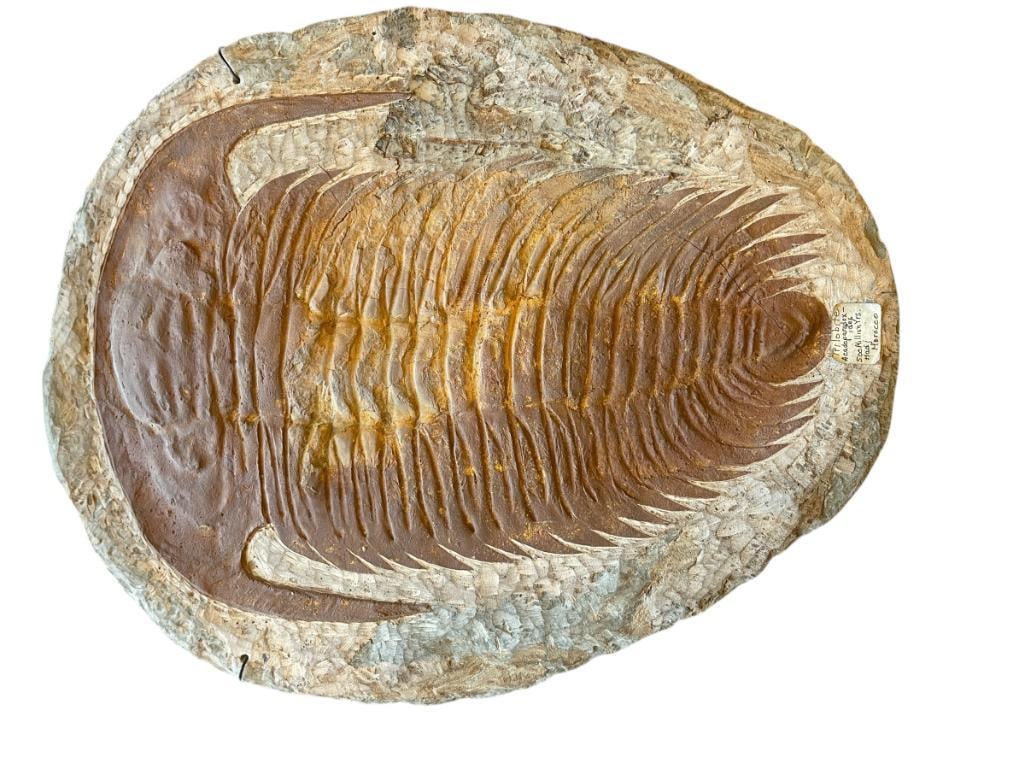 LARGE TRILOBITE FOSSIL FOUND IN MOROCCO (1 of 9)